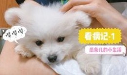 娱乐吃瓜君小奶狗,揭秘娱乐圈那些不为人知的幕后故事